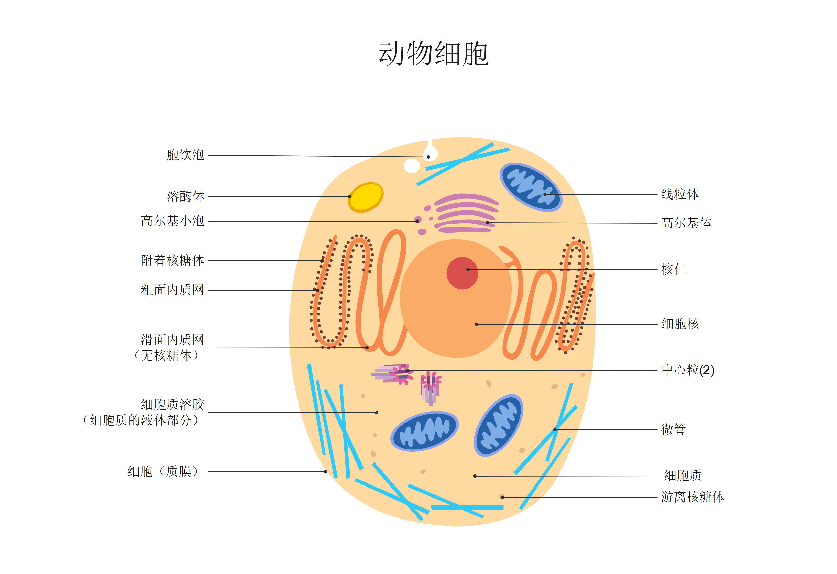 动物细胞器怎样按功能系统记忆