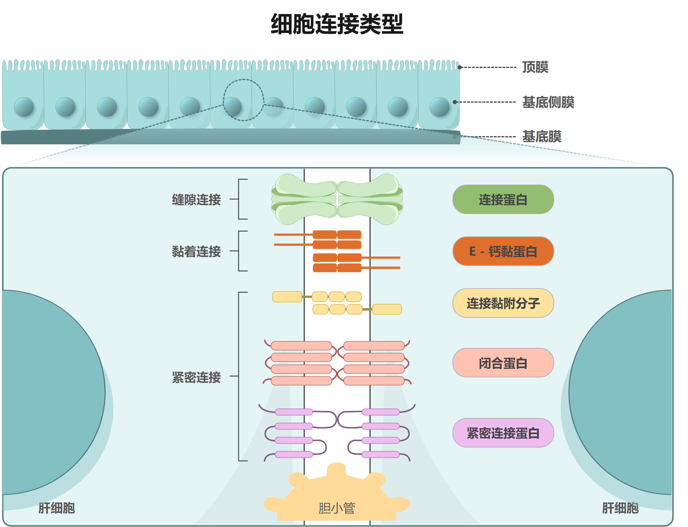 万兴图示-上皮细胞连接类型及结构功能从顶膜、基底侧膜和基底膜定位到三类连接蛋白的局部放大图