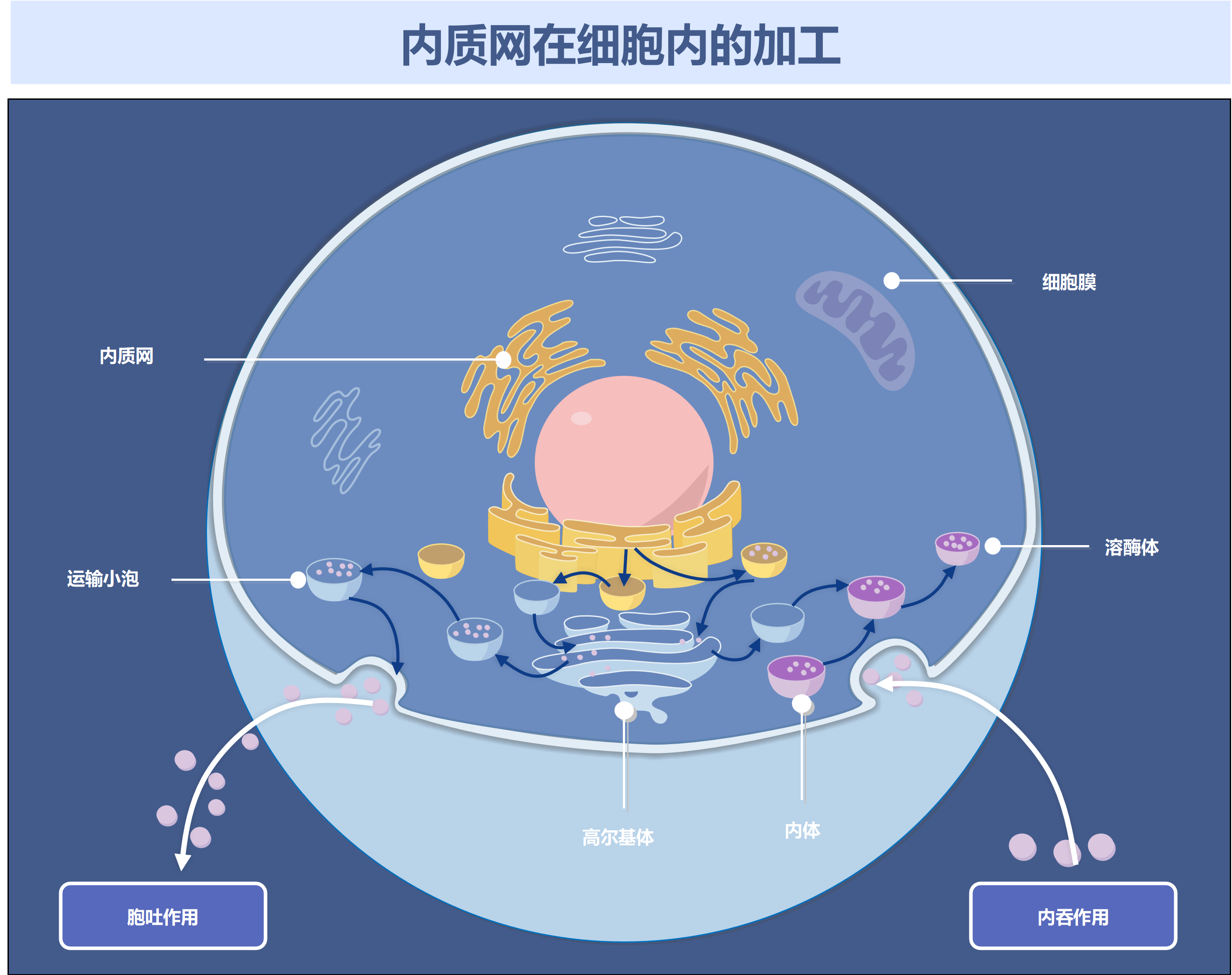 万兴图示-内质网在细胞内的加工与囊泡运输把内质网、高尔基体、运输小泡、内体和溶酶体连接到胞吞胞吐的细胞过程图