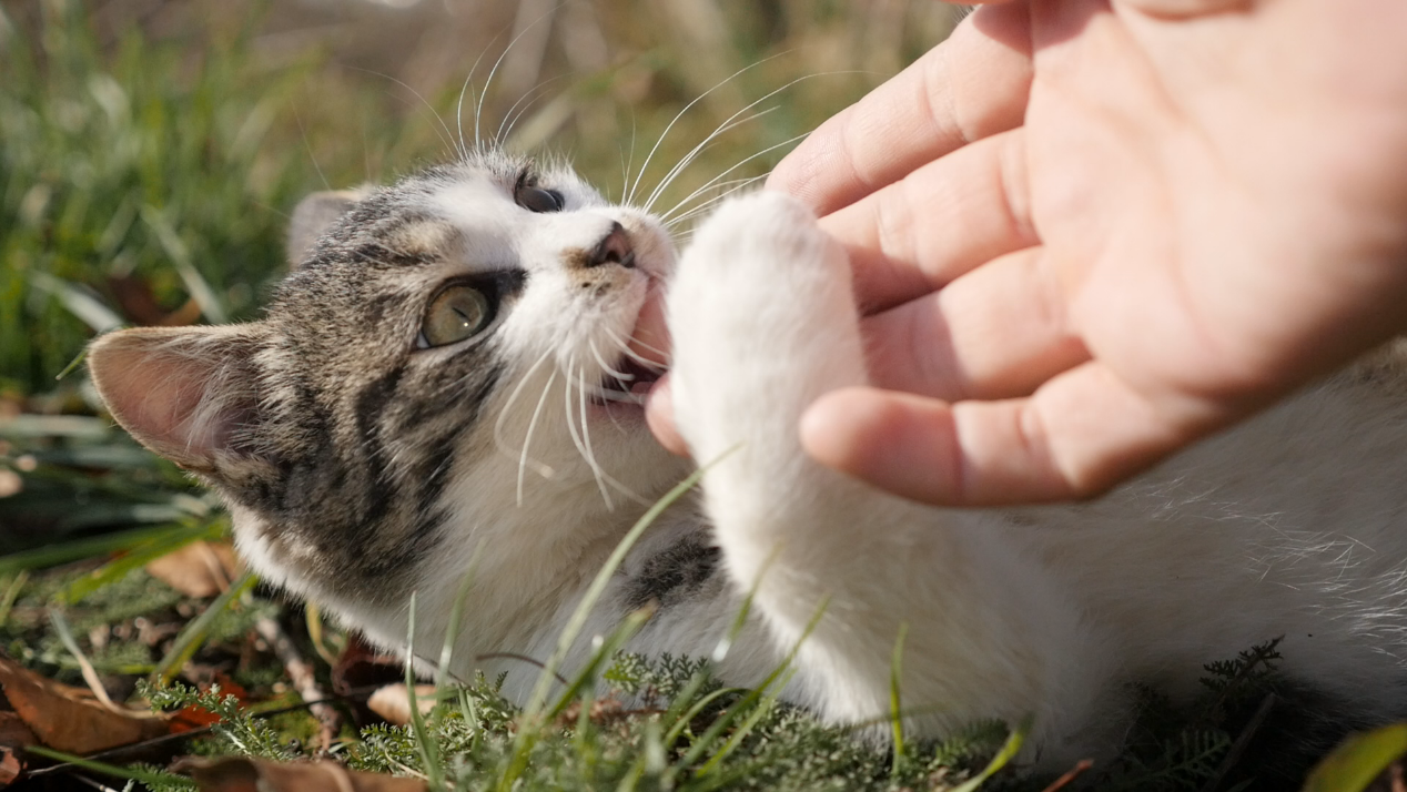 云养猫怎么吸更过瘾-猫猫封面